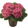 Pink hydrangea plant in a woven basket pot
