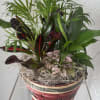 This charming dish garden features a variety of healthy green plants accented