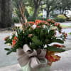 Potted succulent arrangement with orange flowers and a ribbon bow
