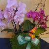 Pink and magenta orchids in a moss-covered square container with a ribbon and butterfly accent.