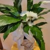 White daisies in a woven basket with a large white ribbon