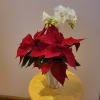 Red poinsettia arrangement with white orchids in a white vase