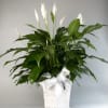 White peace lilies in a white basket with a ribbon