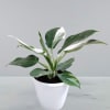 Variegated potted plant in a white pot