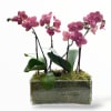 Pink orchid stems in a clear rectangular glass planter
