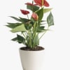Potted plant with red tropical blooms in a white container
