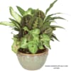 Mixed green houseplants with patterned foliage in a round green ceramic bowl