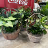 Two woven baskets filled with assorted green houseplants.