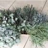 Eucalyptus Bunch