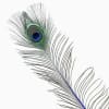 The Stem-Dyed Peacock Tail Feathers with Full Eyes are a striking and