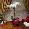 Celebrate the season with our Winter Enchantment arrangement!  This stunning holiday