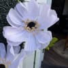  Oversized Large Sheer Voile Coreopsis &ndash; Blushing, Billowy, and Born for