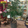Cinnamon Tree