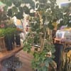 Balfour Aralia Tree