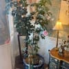 Umbrella tree