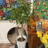 Green Island Ficus Tree (pot sold separtely)