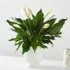 White peace lilies in a white ribbed vase
