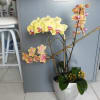 Living Phalanopsis Orchid Plants designed into unique and one of a kind