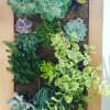 Contemporary Custom designed succulent dish gardens