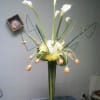 Intrique one of a kind design with mix calla lilies, tulips and