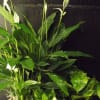 Each planter is grown &amp; made locally. We will add a bow
