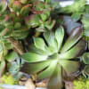 Creatively arranged by our designers, this succulent arrangement come with decorative moss