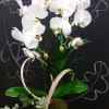 Phalaenopsis orchid arrangement with other plants in wooden box