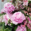 Bundle of peonies with foliages wrapped in bouquet.place in order 1 week