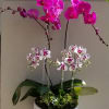 Display of large and mini purple Phalaenopsis orchids plants in a marble