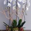 Three white premium cascading phalaenopsis orchid planter accented with a branch and