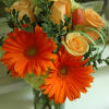 Orange Gerbera daisies with roses and tulips. Brighten her day today.