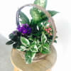 Beautiful dish gardens are perfect for every occasion! Our Dish gardens come