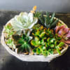 Succulent planters are perfect indoor outdoor plant and require little maintenance. 