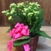 6&quot; pot Calandiva plant in basket .
Color may vary do to availability.