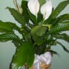 Peace Lily Plant