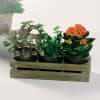 Potted house plants in decorative container
Also available with Herbs for the cook!