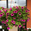 Blooming plants Garden Varieties