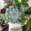 Succulents in planter- stuffed with beauty! Surprises of kalancheo that  blooms