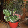 This plant gift is special and will be a lasting memory to