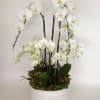 large display of phalaenopsis orchids elegantly displayed