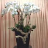 Planted orchids arranged in big wooden box, and decorated with manzanita stems.