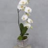 White orchids in a gorgeous stone vase. 