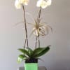 double white phalaenopsis plant with an air plant