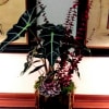 Plant, eucalyptus &amp; succulent in a antique gold container