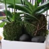 White phalaenopsis wrapped in moss with black rocks in a low white