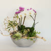 White and color orchids arranged with succulents and branches in a beautiful