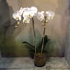 A phalaenopsis orchid in white, double-spiked, in terra cotta.