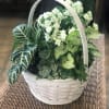 Flowers Too offers a variety of green plants in a white basket