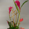 Tropical flowers