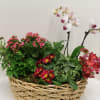 Plants